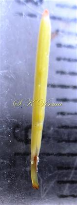  Stamen